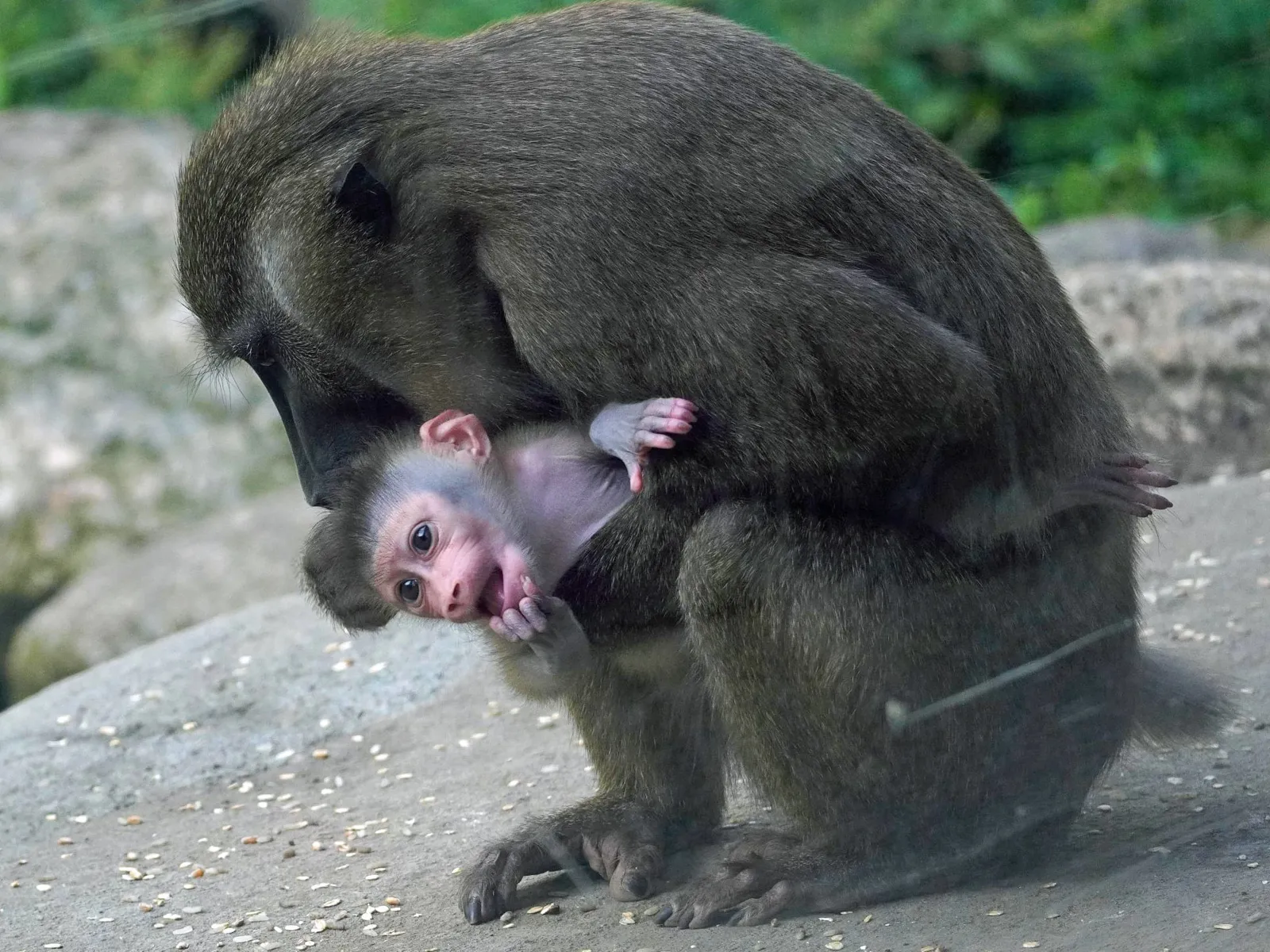 Affe mit Jungtier